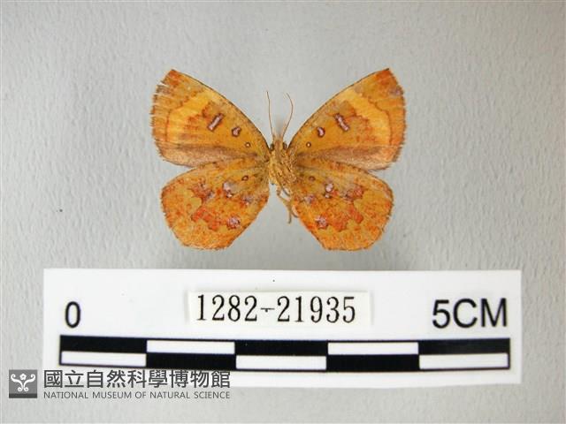 帶錨紋蛾藏品圖，第2張