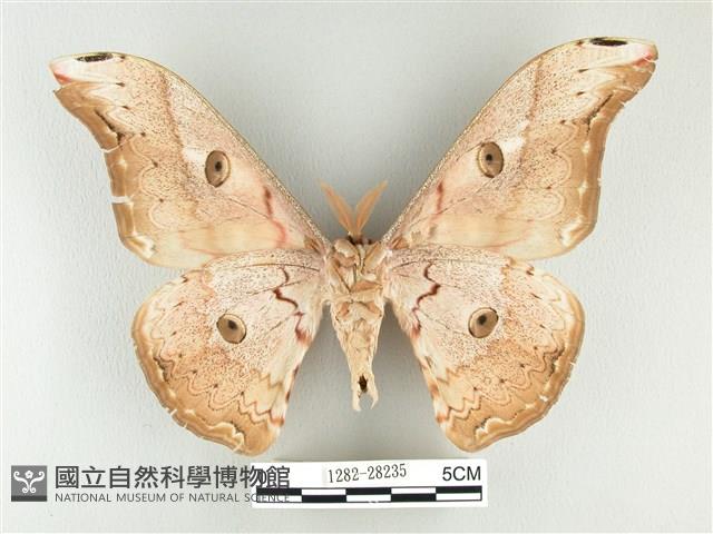 大綠目天蠶蛾藏品圖，第2張