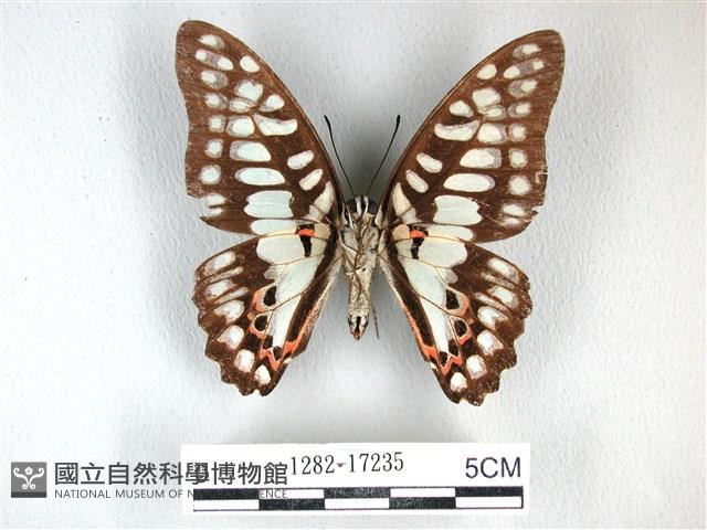 木蘭青鳳蝶藏品圖，第2張