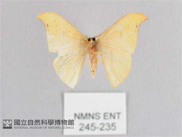 彎黑黃鉤蛾藏品圖，第2張