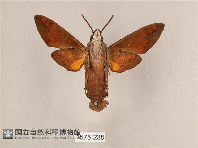 背帶長喙天蛾藏品圖，第2張