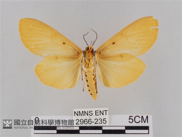 橙擬燈蛾藏品圖，第2張