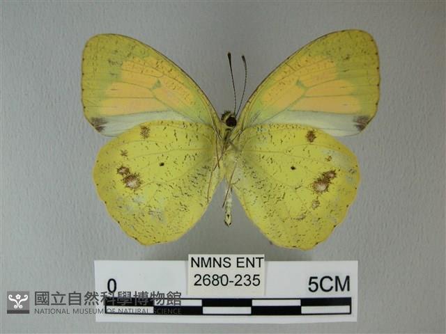 異粉蝶、雌白黃蝶藏品圖，第2張