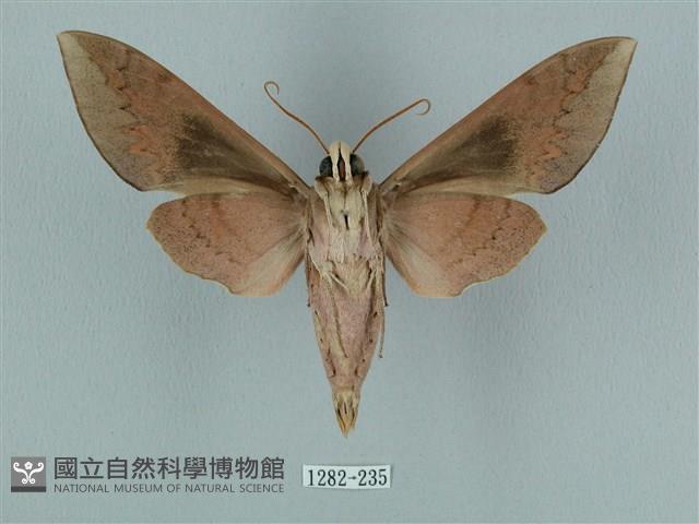 鋸線天蛾藏品圖，第2張