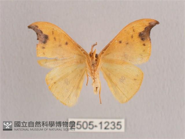 銀斑黃鉤蛾藏品圖，第2張