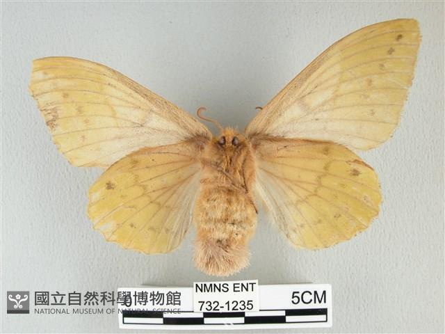 青枯葉蛾藏品圖，第2張