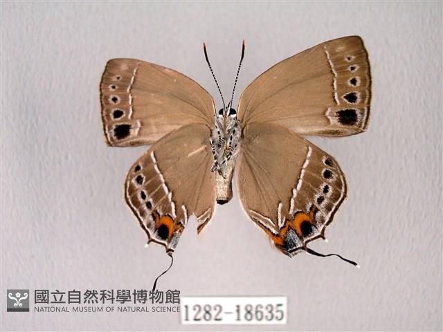 臺灣洒灰蝶藏品圖，第2張