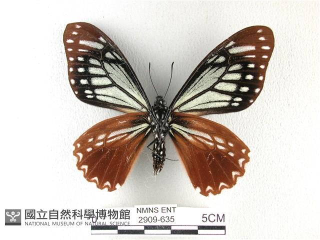 斑鳳蝶藏品圖，第2張