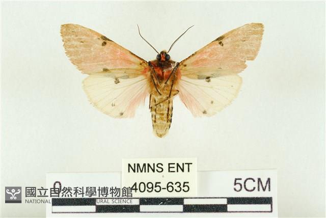 棍棒污燈蛾藏品圖，第2張