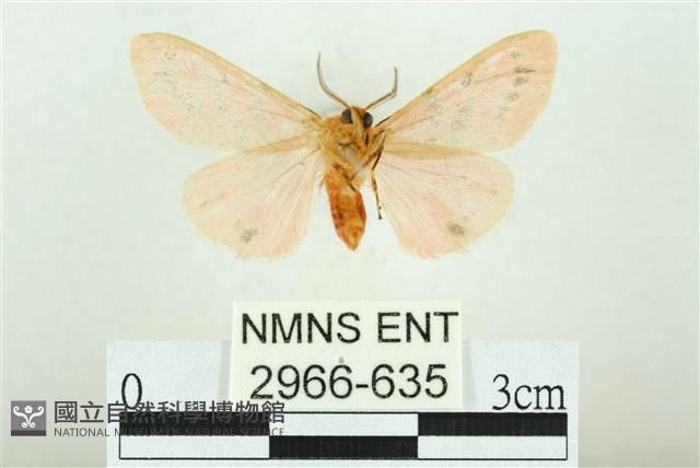 三條橙燈蛾藏品圖，第2張