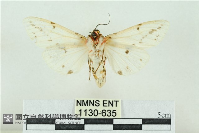 菊池污燈蛾藏品圖，第2張
