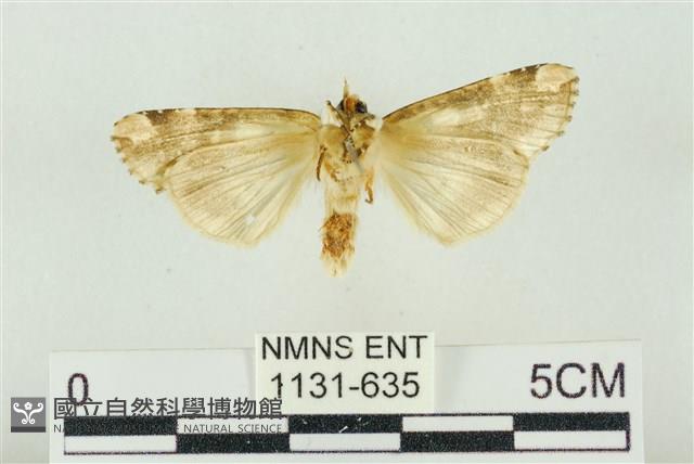 連珠波紋蛾藏品圖，第2張