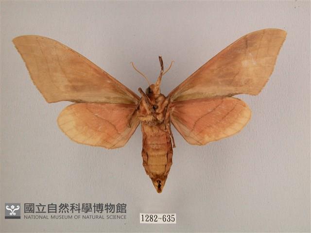 直翅六點天蛾藏品圖，第2張