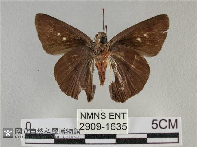 圓翅絨弄蝶藏品圖，第2張