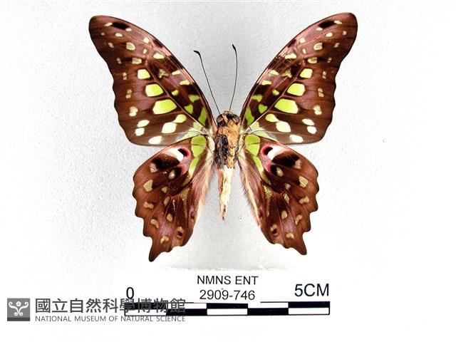 翠斑青鳳蝶藏品圖，第2張