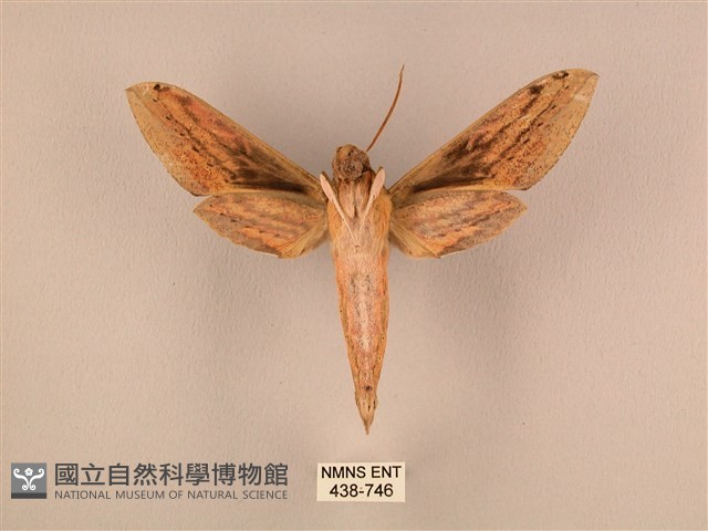 棕綠背線天蛾藏品圖，第2張