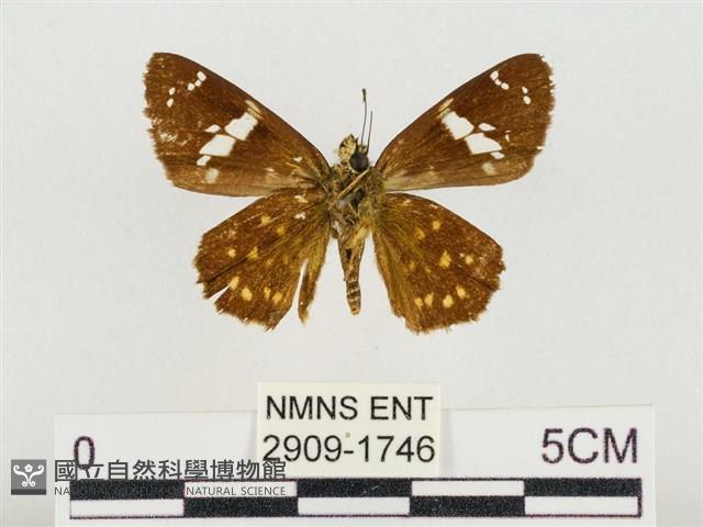 尖翅星弄蝶藏品圖，第2張