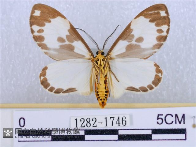 後凸蝶燈蛾藏品圖，第2張