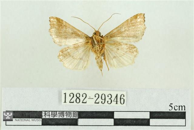 弧角散紋夜蛾藏品圖，第2張