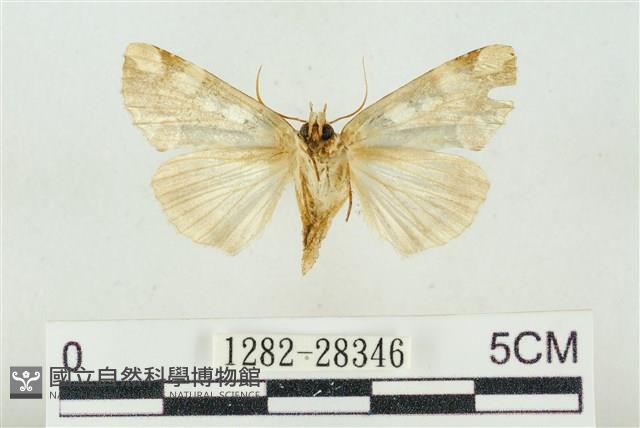 連珠波紋蛾藏品圖，第2張