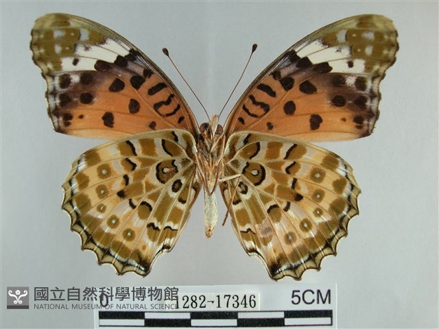斐豹蛺蝶藏品圖，第2張