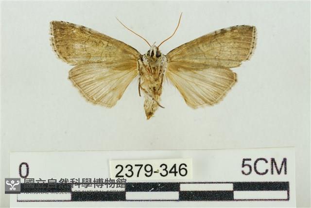 帶波紋蛾藏品圖，第2張