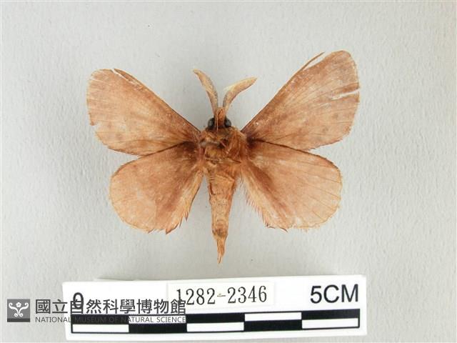 鋸紋枯葉蛾藏品圖，第2張