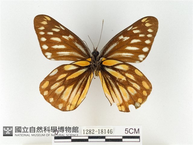 黃裙豔粉蝶藏品圖，第2張