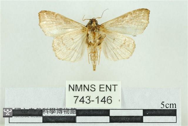 粉紅帶散紋夜蛾藏品圖，第2張