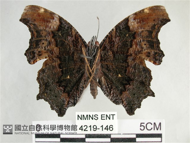 琉璃蛺蝶藏品圖，第2張