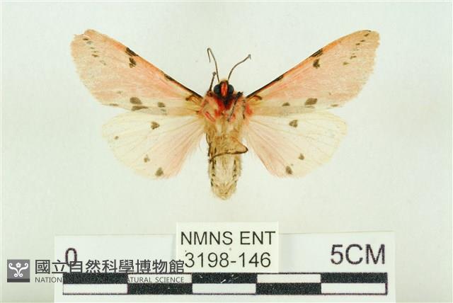 棍棒污燈蛾藏品圖，第2張