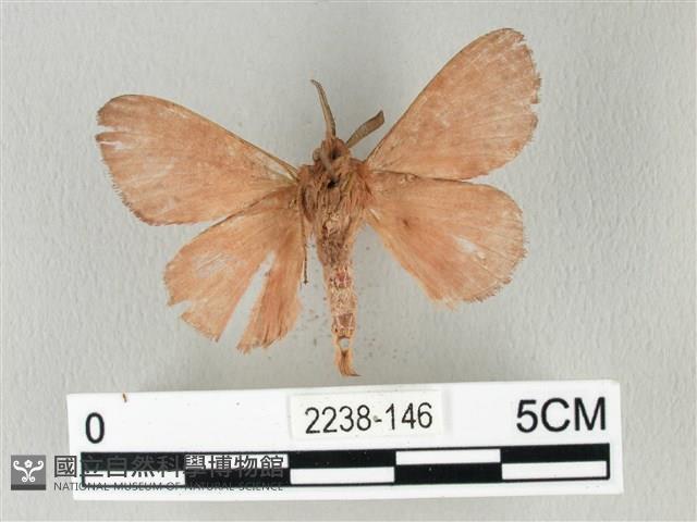 馬尾松枯葉蛾藏品圖，第2張