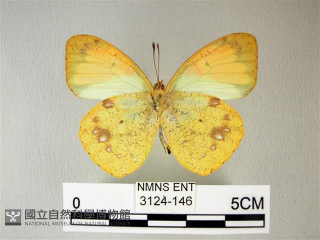 異粉蝶、雌白黃蝶藏品圖，第2張