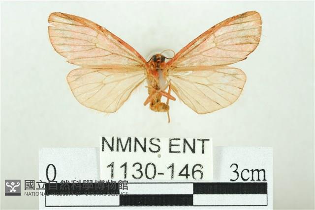 三色豔苔蛾藏品圖，第2張