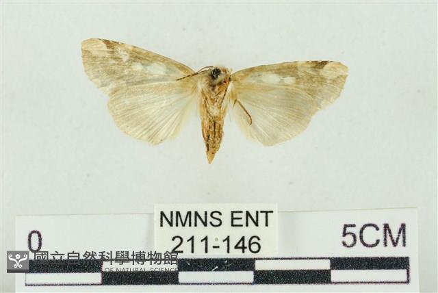 連珠波紋蛾藏品圖，第2張