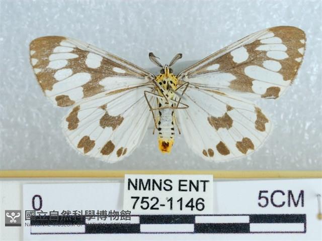 粉蝶燈蛾藏品圖，第2張