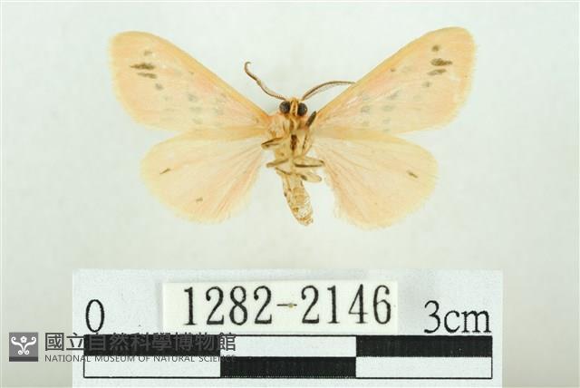 三條橙燈蛾藏品圖，第2張