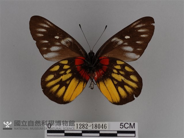 豔粉蝶藏品圖，第2張