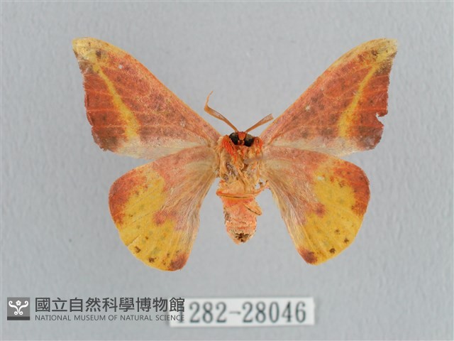 鉛斑帶鉤蛾藏品圖，第2張