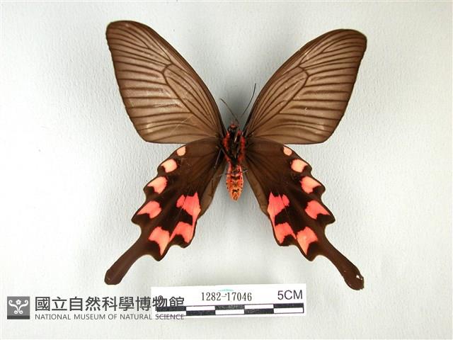 長尾麝鳳蝶藏品圖，第2張