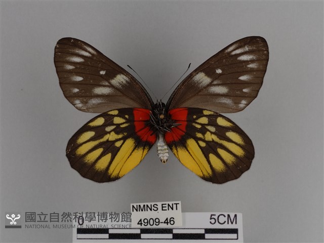 豔粉蝶藏品圖，第2張