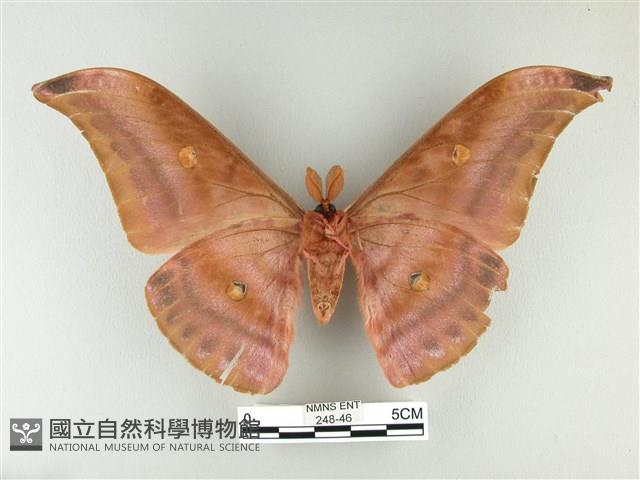 紅目天蠶蛾藏品圖，第2張