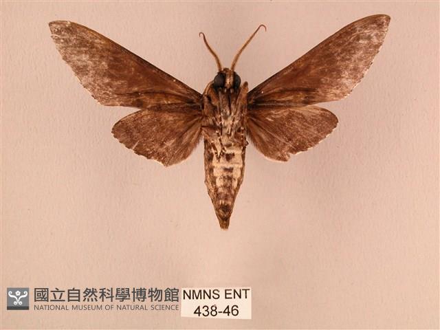 白星天蛾藏品圖，第2張