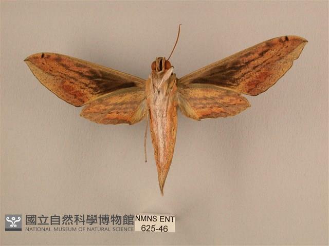 棕綠背線天蛾藏品圖，第2張