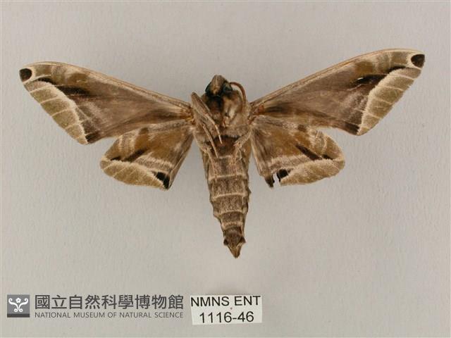 白點天蛾 藏品圖，第2張