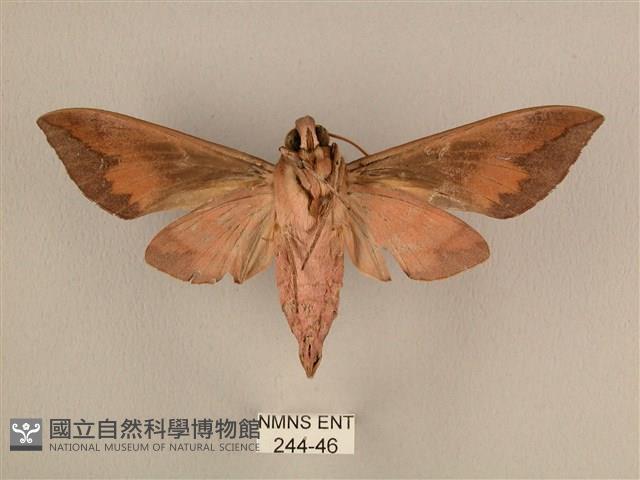 背中白天蛾藏品圖，第2張