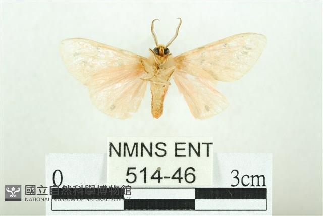 三條橙燈蛾藏品圖，第2張