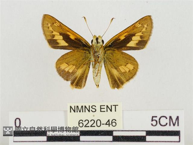 熱帶橙斑弄蝶藏品圖，第2張