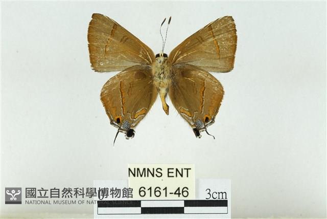 霓彩燕灰蝶藏品圖，第2張