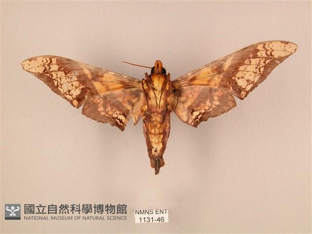 臀角斑天蛾藏品圖，第2張